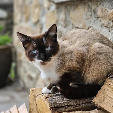 度假居 Cobijo De Villar